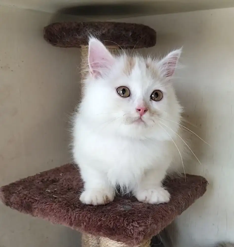 Persia Munchkin Betina