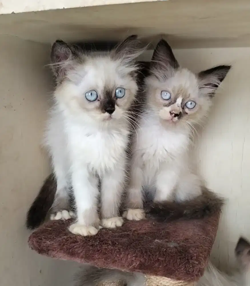 Persia Himalaya Jantan Betina