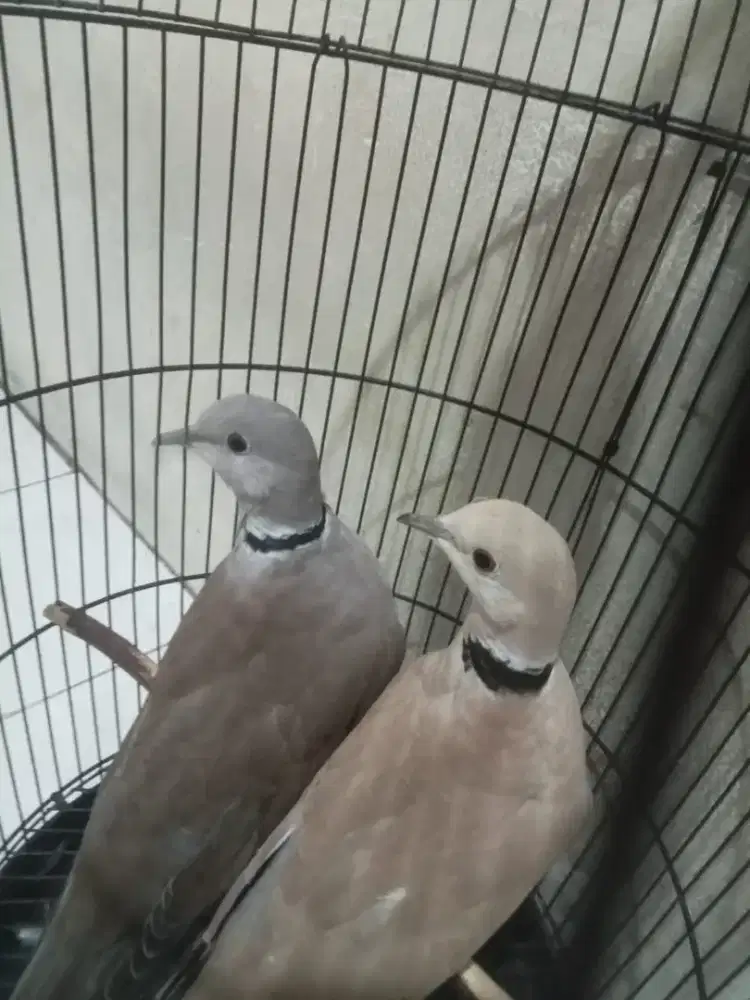 Burung puter sepasang sudah pernah produksi