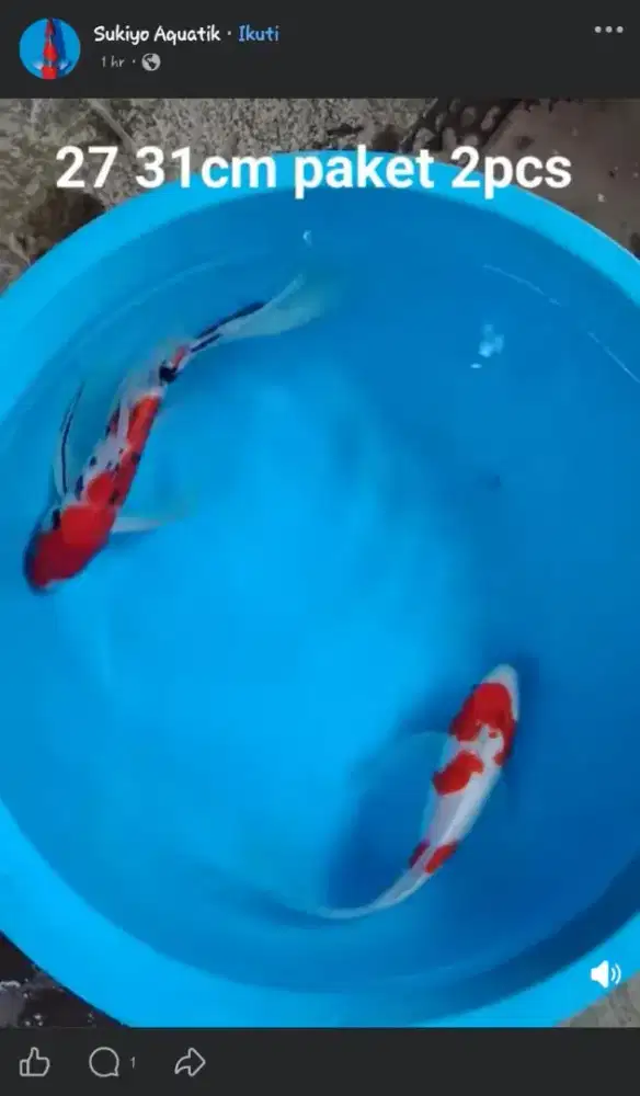 Koi kumpay 27 31cm