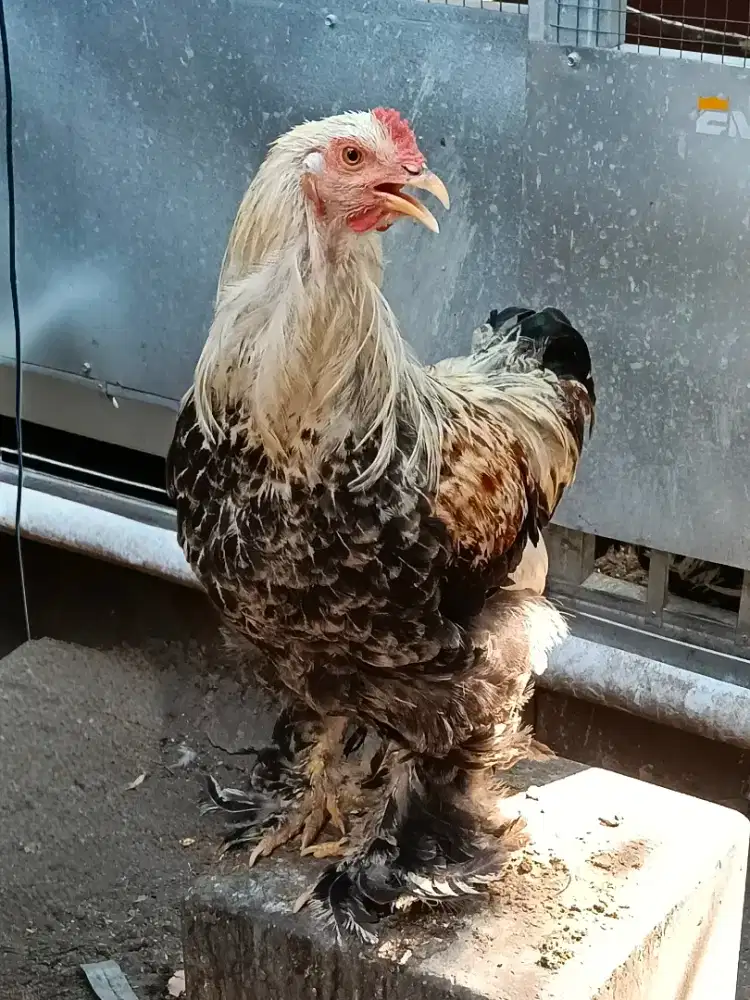 Ayam Brahma Crossbreed