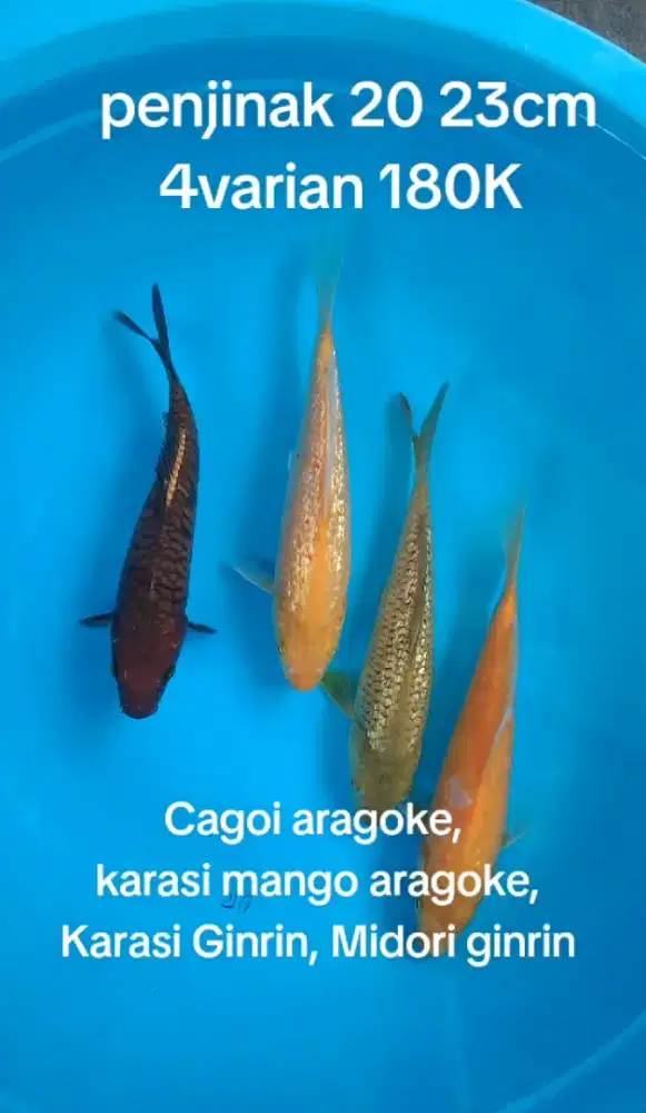 Koi penjinak premium 20 23cm