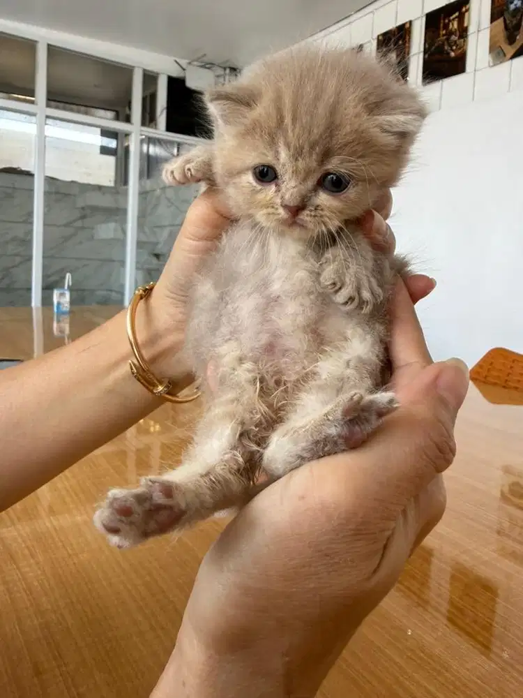 Dijual kucing bsh mix persian bandung
