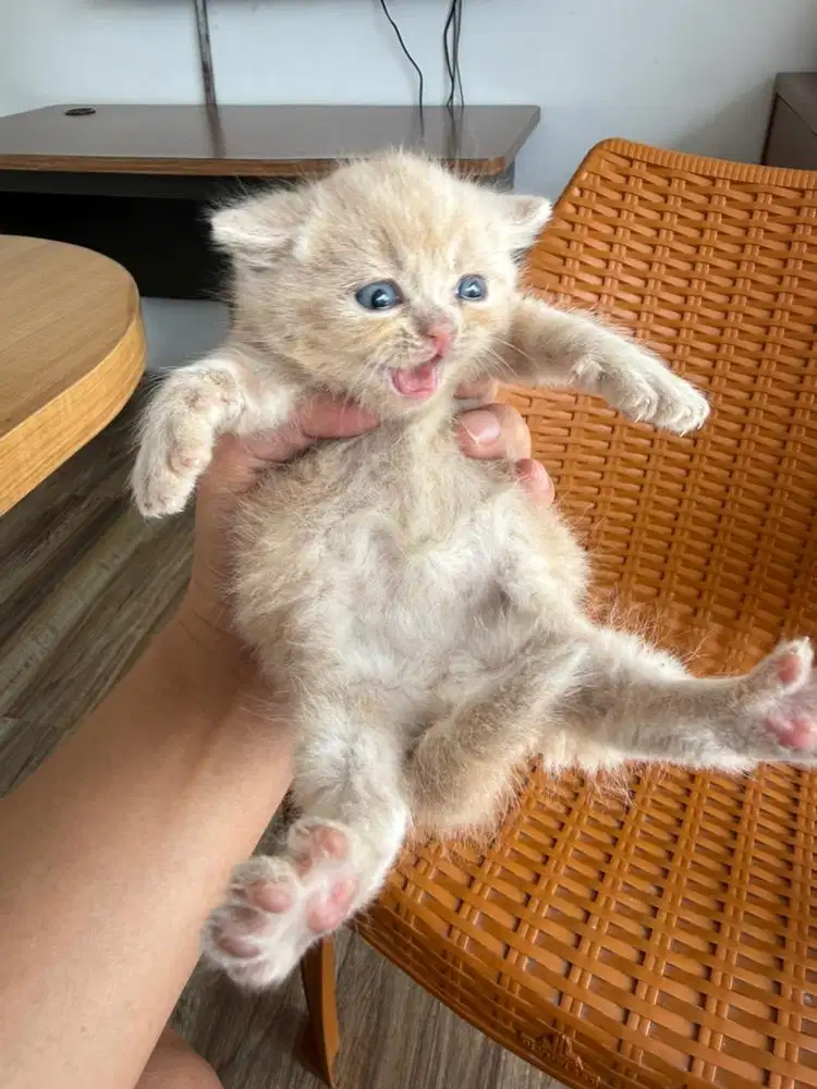 Dijual kucing bsh pure & mix bsh bandung