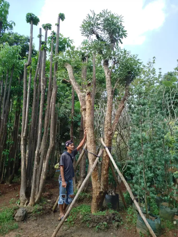 Pohon tabebuya bunga kuning ukuran besar