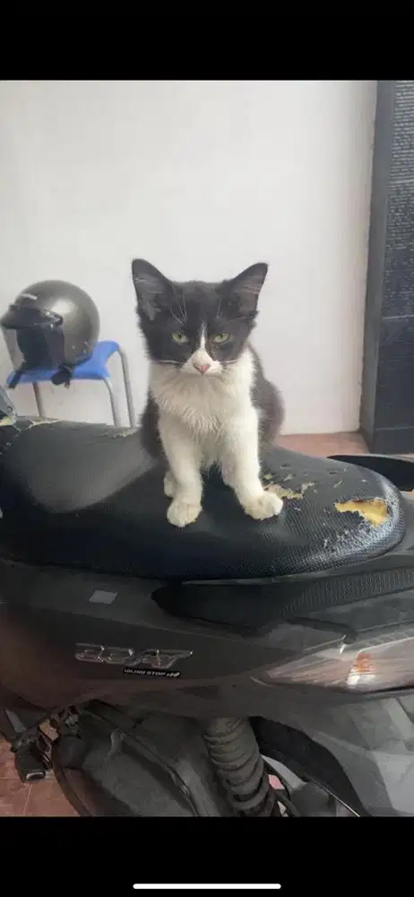 Kitten mixdome betina