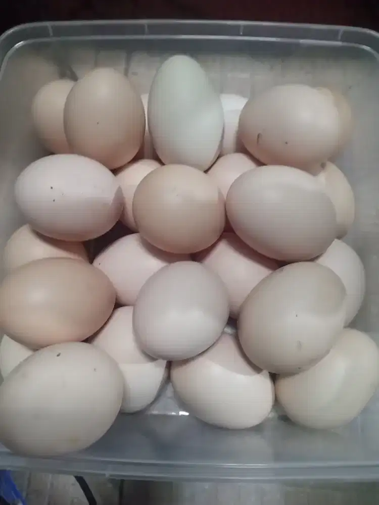 Telur ayam kampung konsumsi