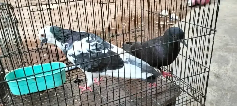 Burung dara sepasang