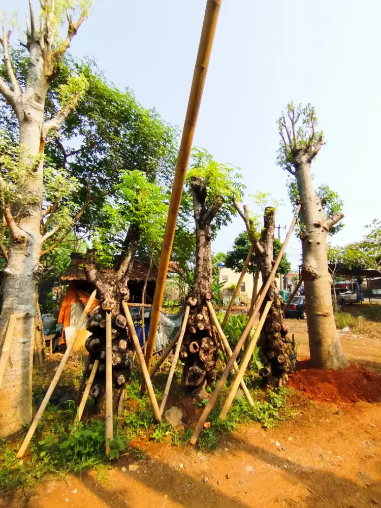 Pohon balibong tanaman unik dan aneh