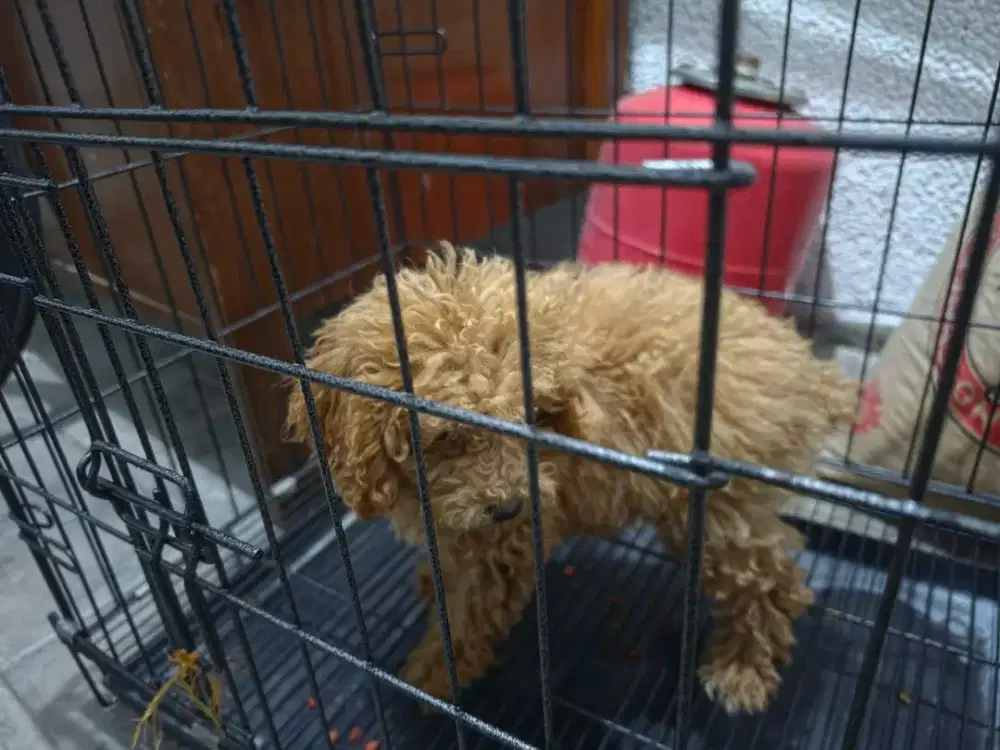 Jual anjing poodle