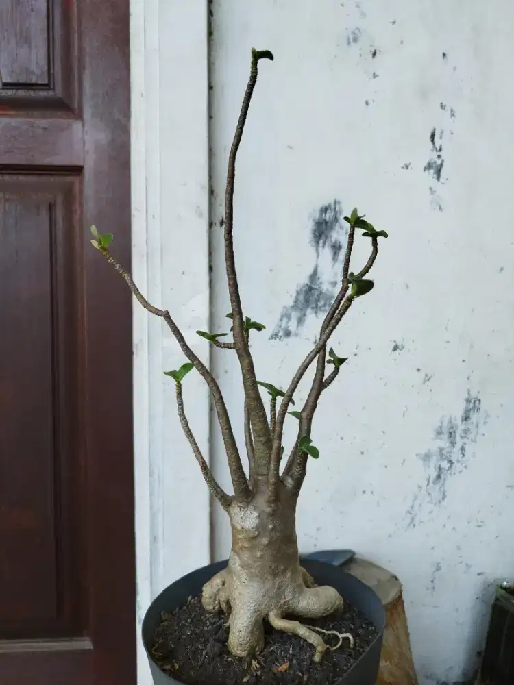 Adenium Arabicum Thaisocotranum RCN