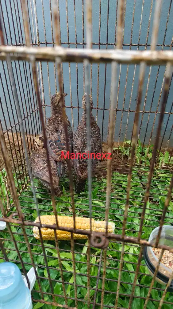 Ayam Hutan Hijau