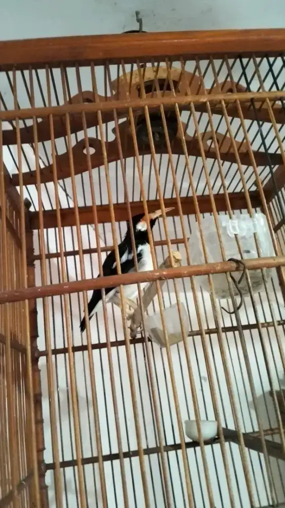 Jalak Suren Gacor Joss