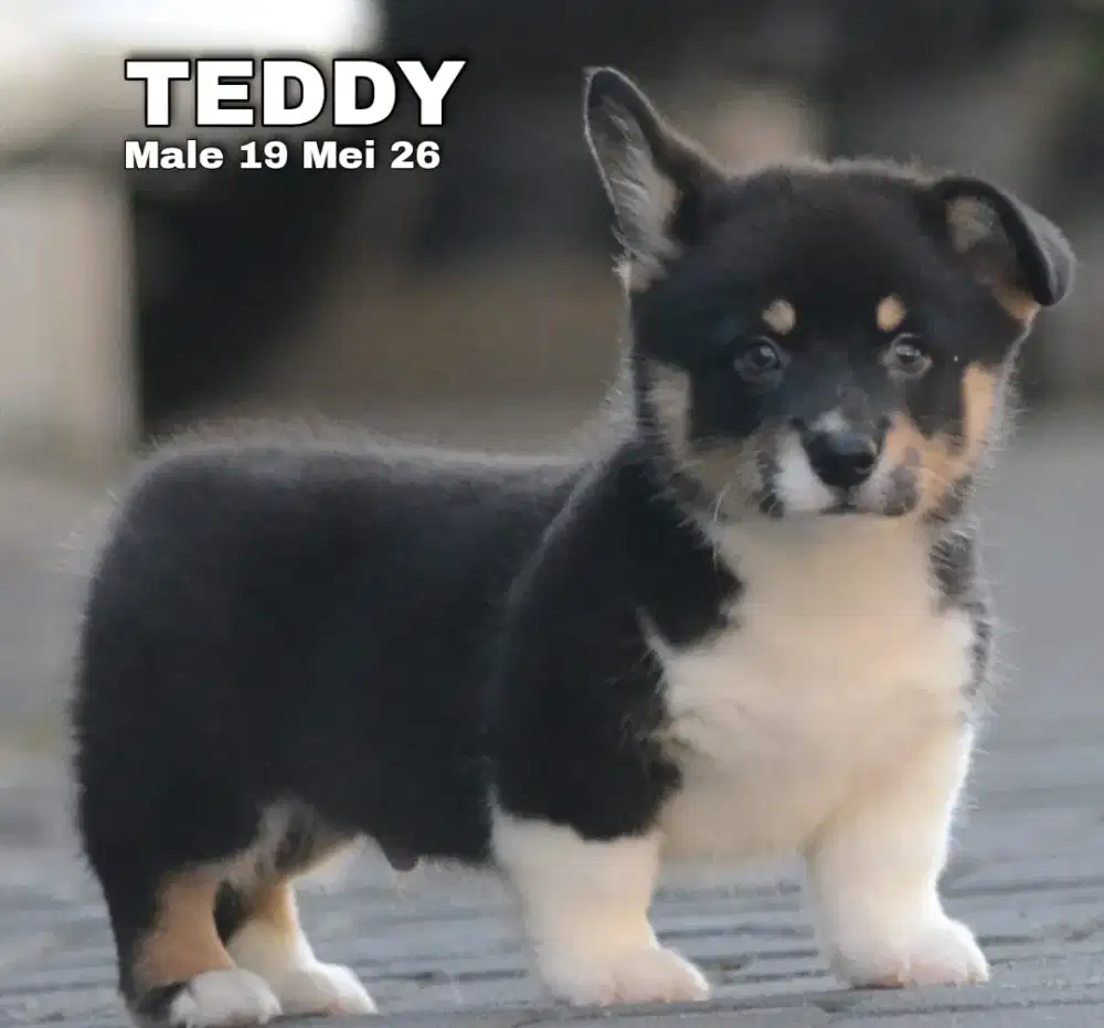 Corgi tricolor jantan •TEDDY•