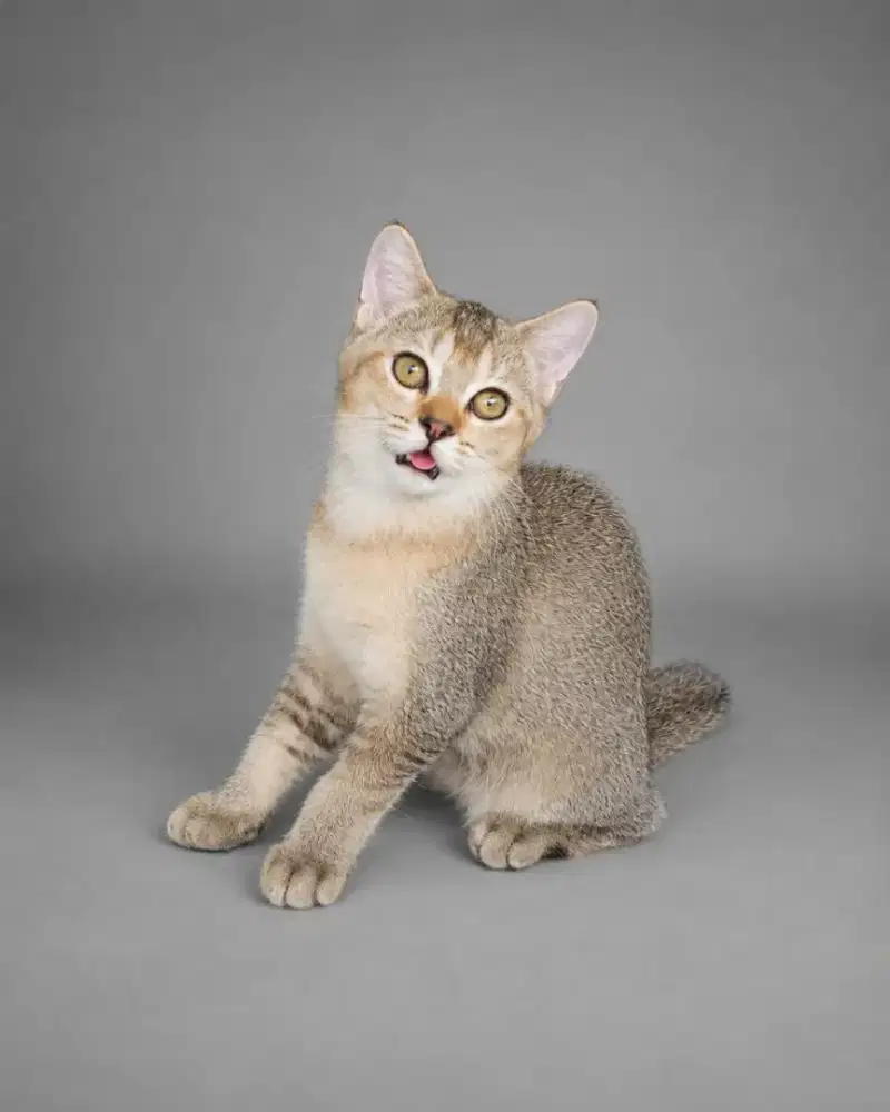 Kucing BSH / British shorthair / Kitten BSH