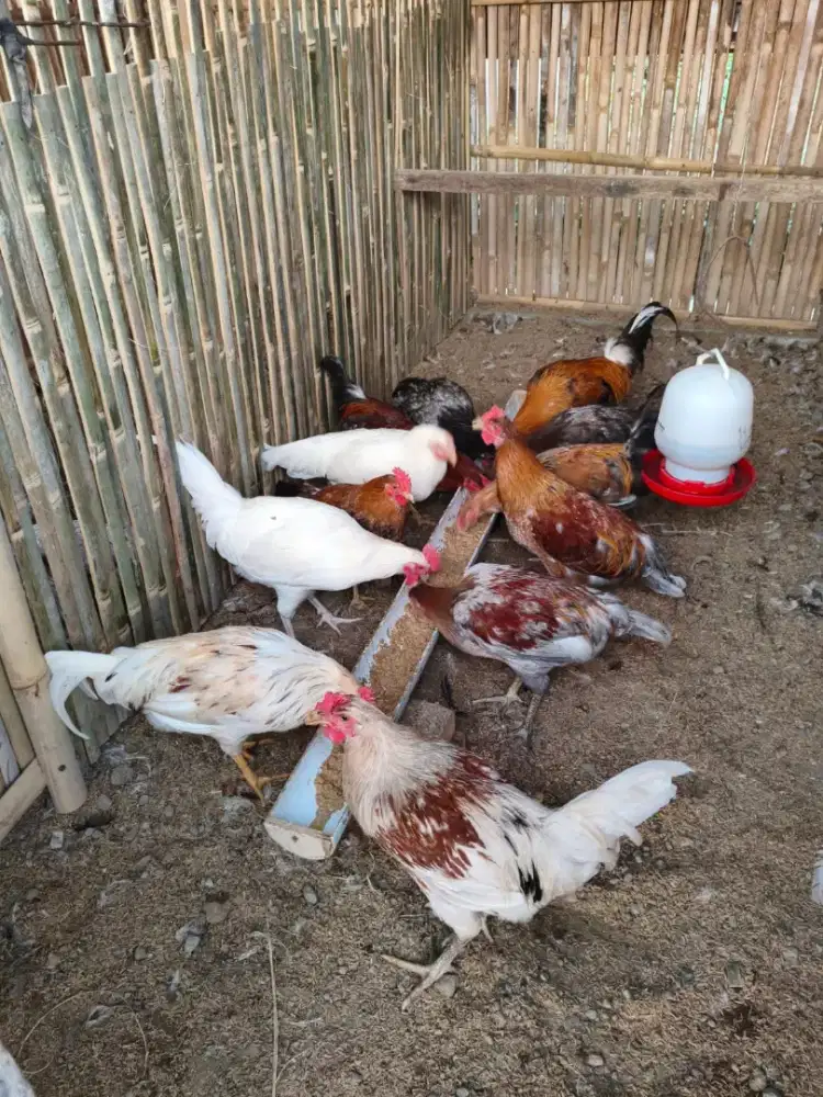 Ayam ELBA Pejantan
