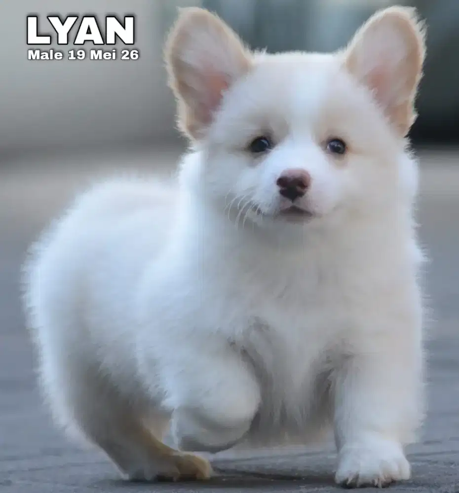 Pembroke welsh corgi fawn jantan •LYAN•