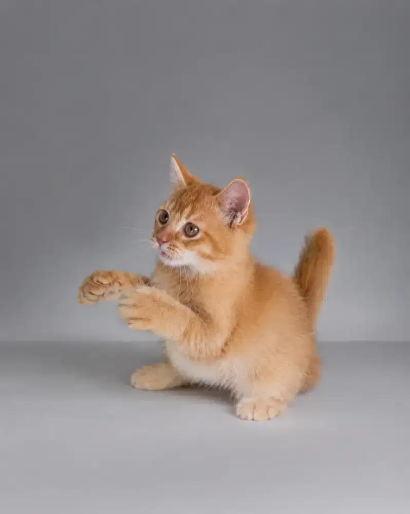 Kucing BSH / British shorthair / Kitten BSH