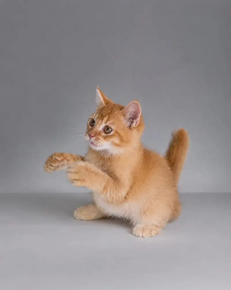 Kucing BSH / British shorthair / Kitten BSH