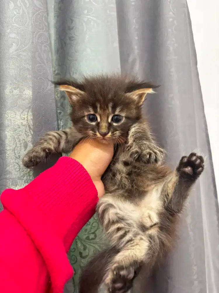 Kucing maine coon / kitten mainecoon / mc / mco / pedigree / pedd