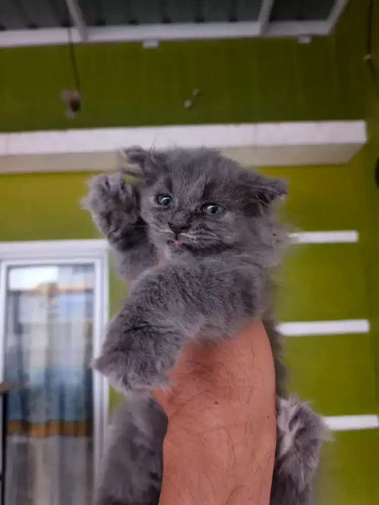 Scottish fold betina