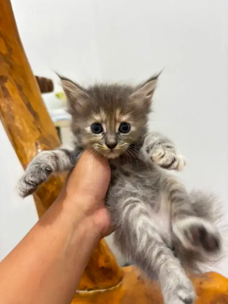 Kucing maine coon / kitten mainecoon / mc / mco / pedigree / pedd