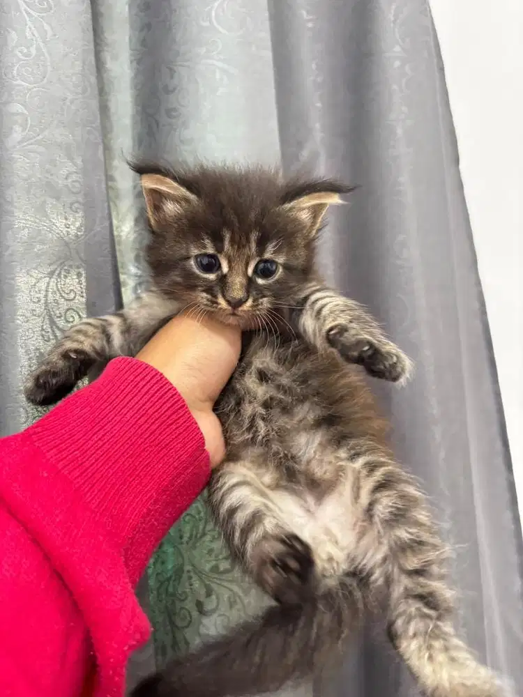 Kucing maine coon / kitten mainecoon / mc / mco / pedigree / pedd