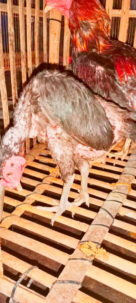 Ayam babon jenis BK jumbo