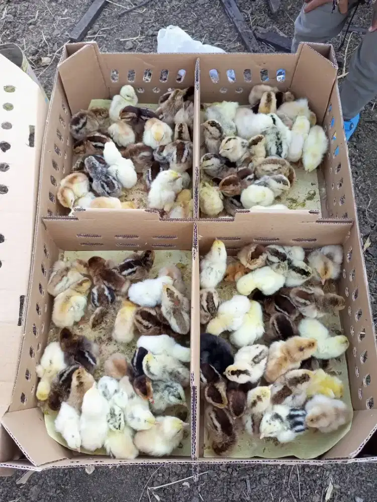 DOC Ayam Unggul KUB