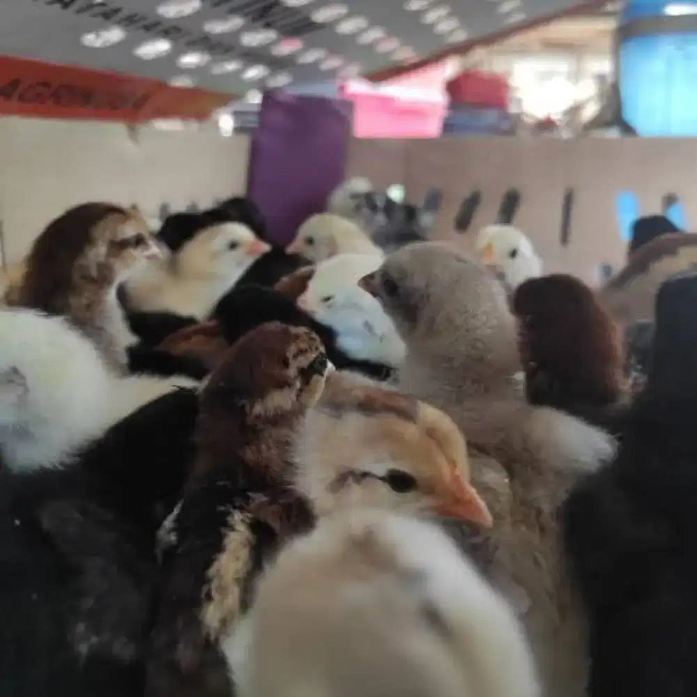 DOC Ayam Kampung Asli