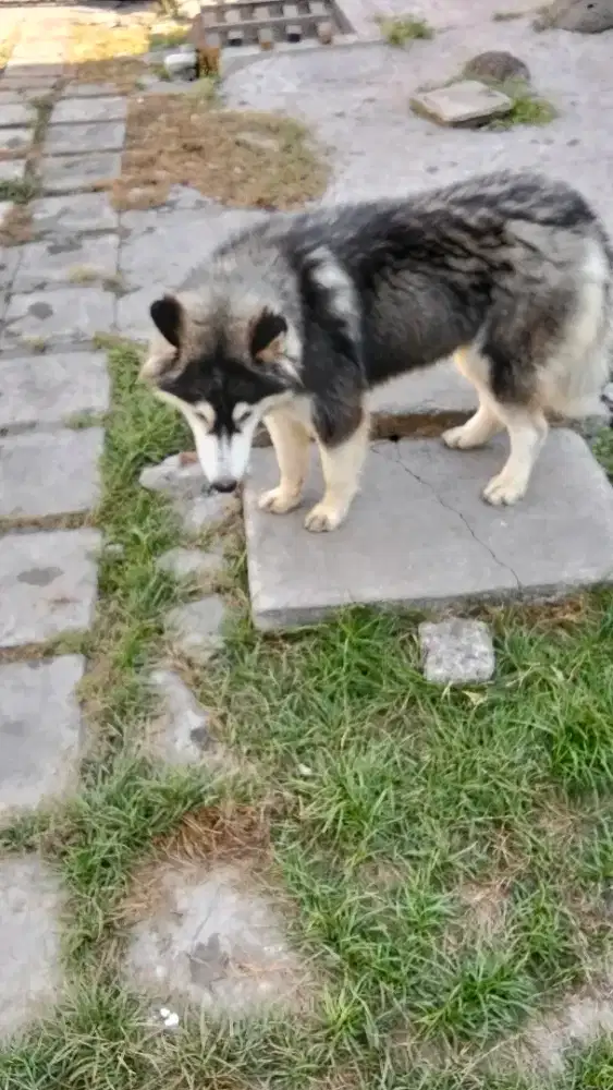 Yg butuh Siberian Husky usia 7 BLN.