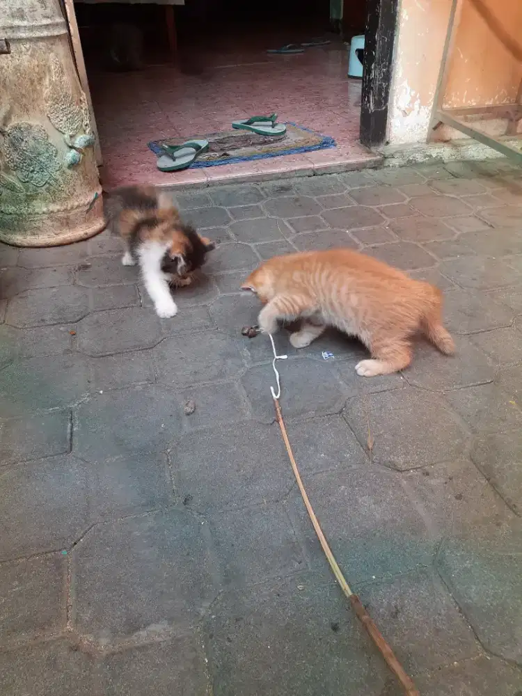 Kucing Persia kitten