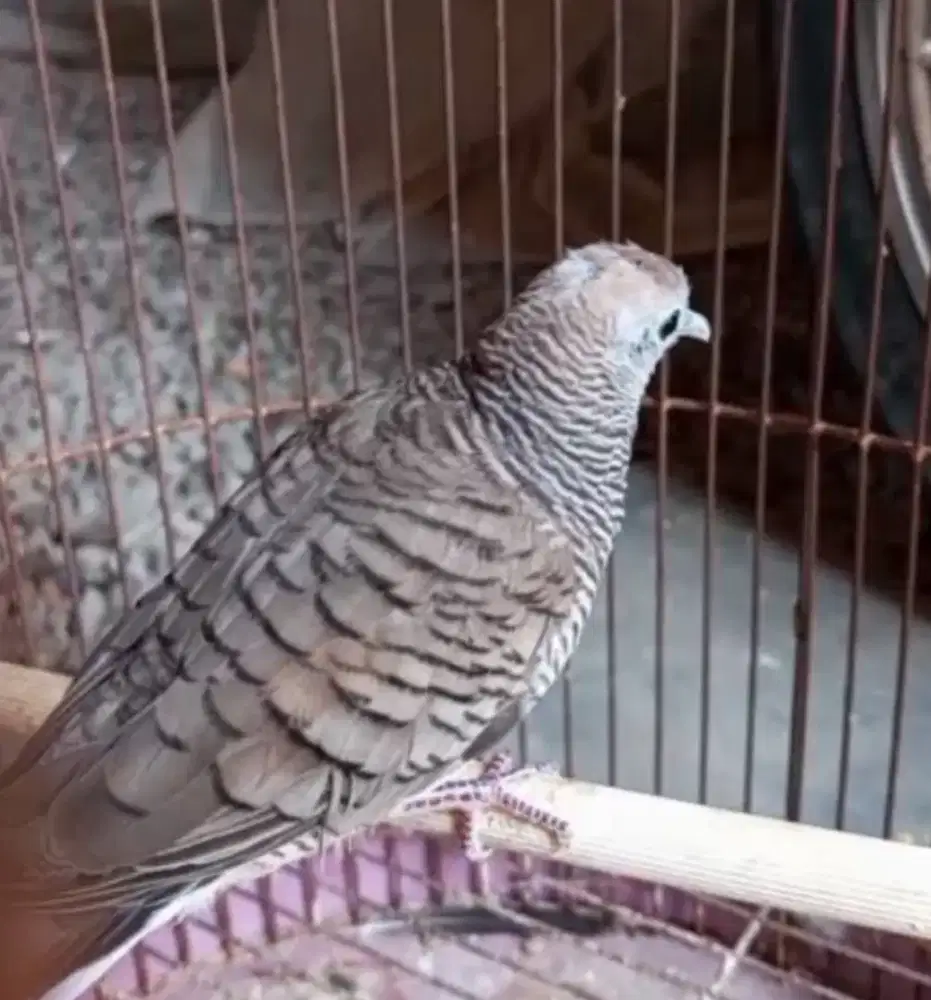 Burung perkutut katurangan