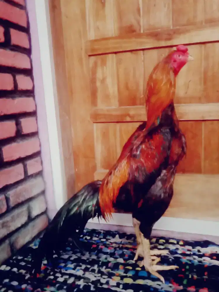 Ayam pakhoy Brazil muda 1 x Abar pukul berat mantap seminbrakot