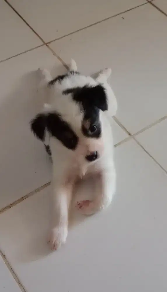 Anak Anjing Cakep bangets