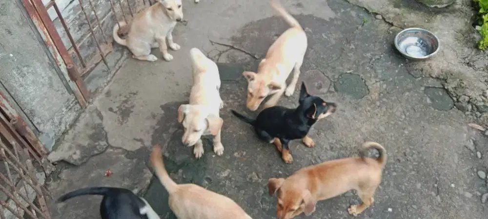 Jual anak anjing
