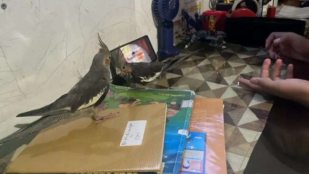 Burung falk ( parkit australi)