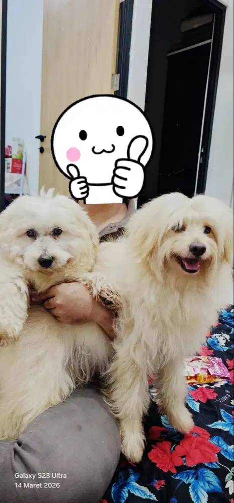 poodle 3thn sdh vaksin jantan
