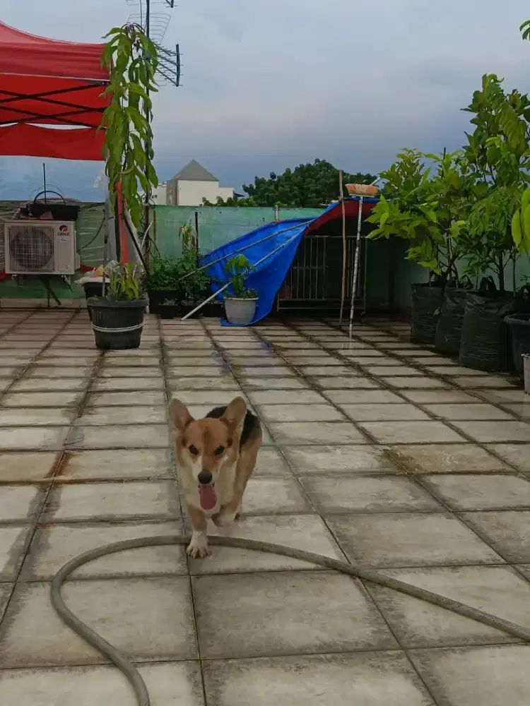 Anjing corgi laki laki