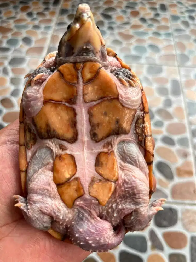 DIJUAL KURA KURA STINKPOT JANTAN SIAP BREEDING