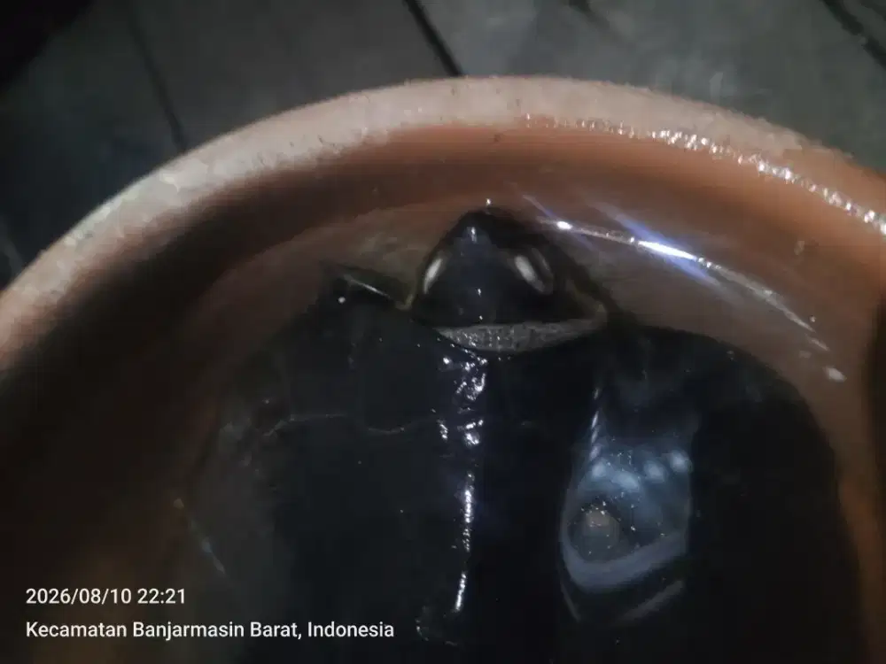 Hewan reptil bjm