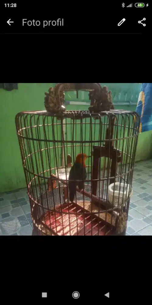 Burung anis bata