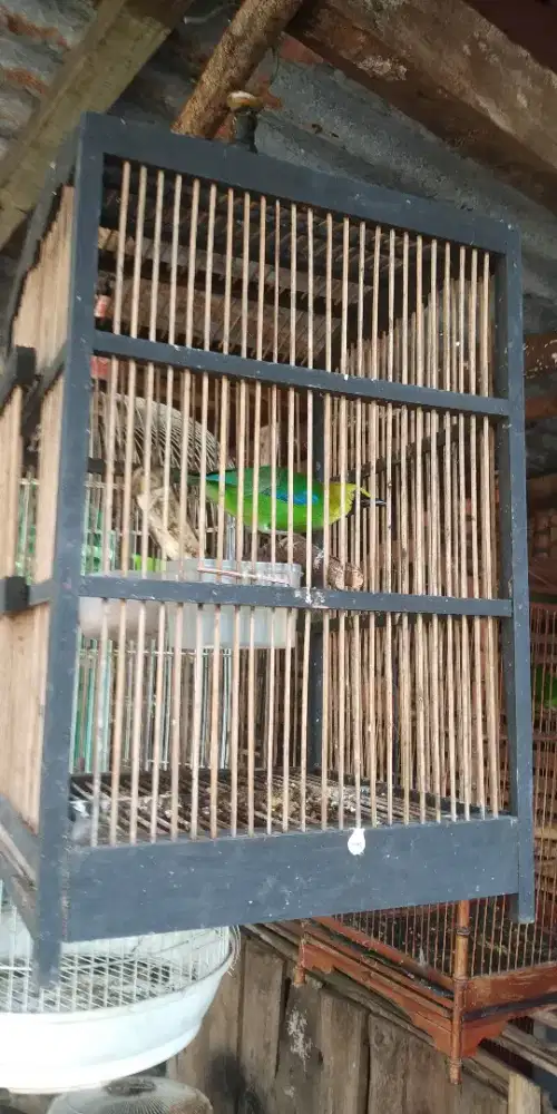 Dijual burung jantan