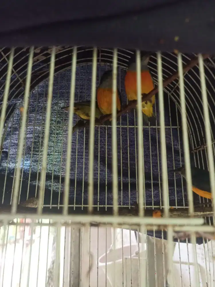 Dijua kamade bunga api