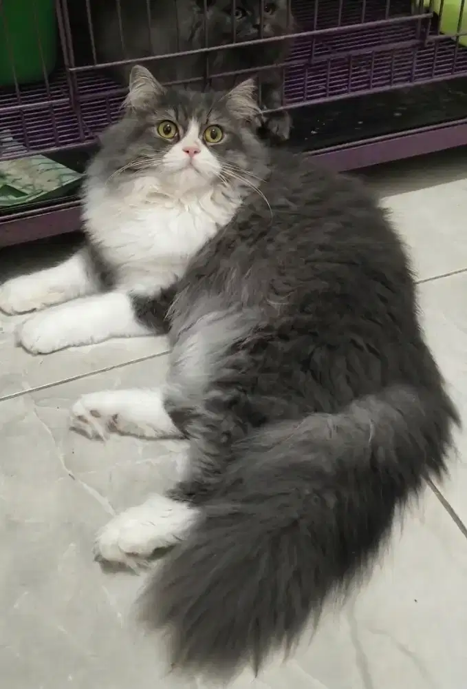 Mix maincoon jantan 6 bln