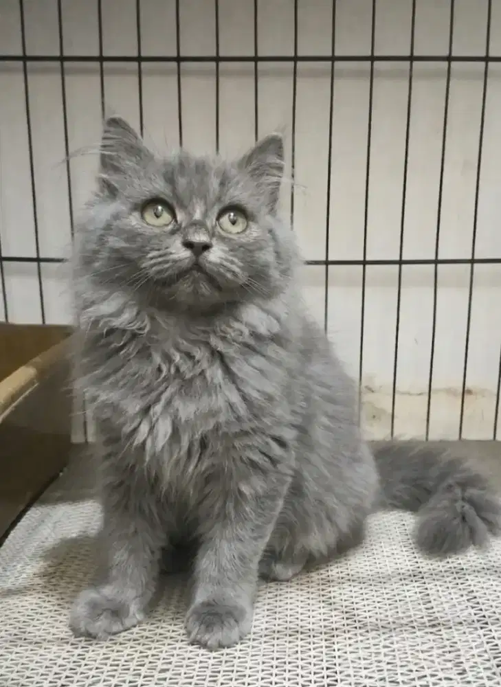 kucing persia betina