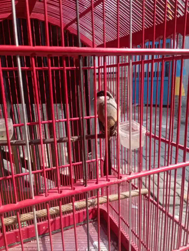 Burung pentet jinat jaminan jantan