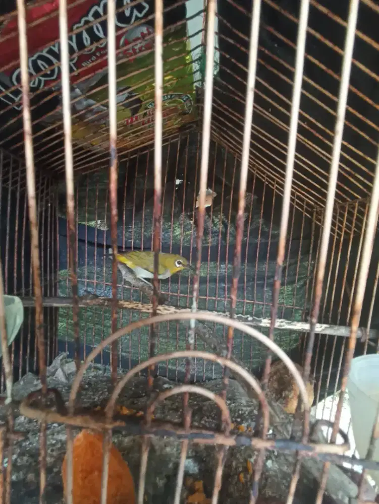 Dijual burung jantan sudah bunyi ngeriwik