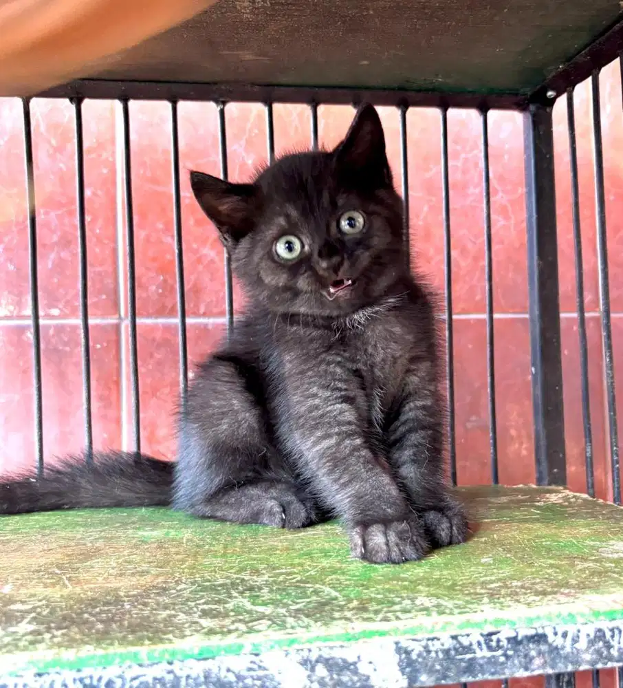 Lepas Adopt British Short Hair (BSH)