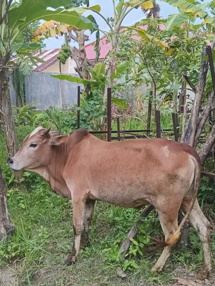 Sapi Aceh jantan